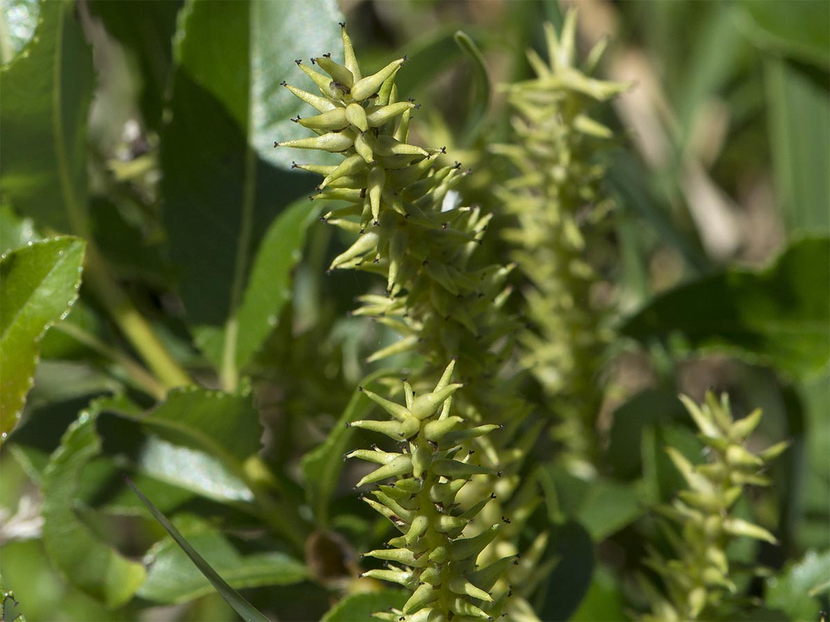 Salix glabra